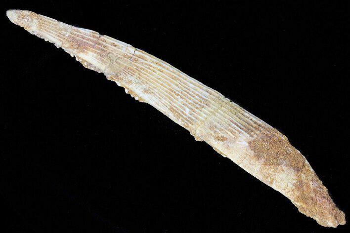 Hybodus Shark Dorsal Spine - Cretaceous #73118
